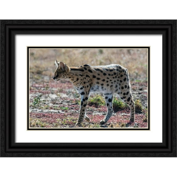 Pitamitz, Sergio 18x13 Black Ornate Wood Framed with Double Matting Museum Art Print Titled - Serval-Leptailurus serval-Ndutu-Ngorongoro Conservation Area-Serengeti-Tanzania