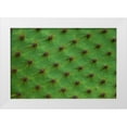 thumbnail image 1 of Pitamitz, Sergio 18x13 White Modern Wood Framed Museum Art Print Titled - Close up of a cactus-South Plaza Island-Galapagos islands-Ecuador, 1 of 4