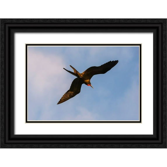 Pitamitz, Sergio 24x17 Black Ornate Wood Framed with Double Matting Museum Art Print Titled - Great Frigate bird-Fregata minor ridgwayi-South Plaza Island-Galapagos islands-Ecuador