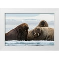 thumbnail image 1 of Pitamitz, Sergio 24x17 White Modern Wood Framed Museum Art Print Titled - Atlantic walruses-Odobenus rosmarus-Vibebukta-Austfonna-Nordaustlandet-Svalbard Islands-Norway, 1 of 4