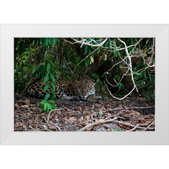 Pitamitz, Sergio 24x17 White Modern Wood Framed Museum Art Print Titled - Jaguar-Pantanal-Mato Grosso-Brazil