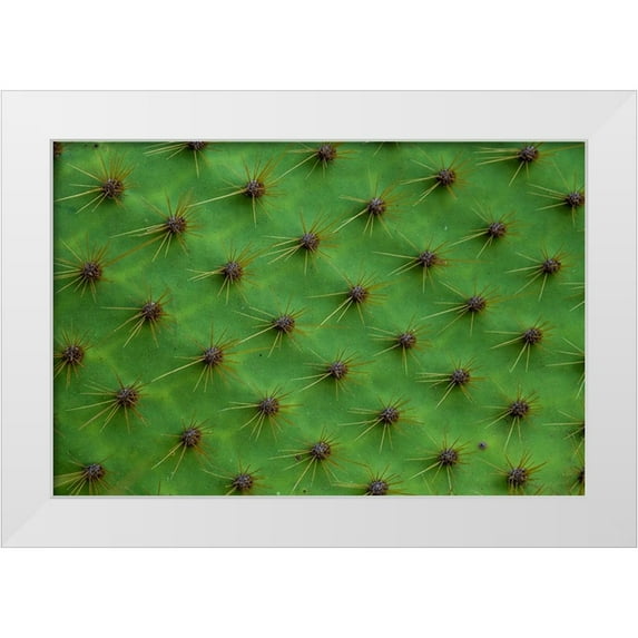 Pitamitz, Sergio 32x23 White Modern Wood Framed Museum Art Print Titled - Close up of a cactus-South Plaza Island-Galapagos islands-Ecuador