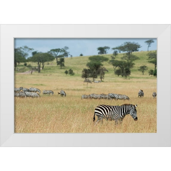 Pitamitz, Sergio 32x23 White Modern Wood Framed Museum Art Print Titled - Plains zebras-Equus quagga-Seronera-Serengeti National Park-Tanzania