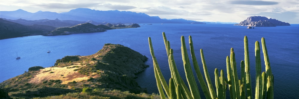 Pitaya Cactus Punta el Puertecito Islands of Loreto Baja California Mexico Canvas Art - Panoramic Images (36 x 12)