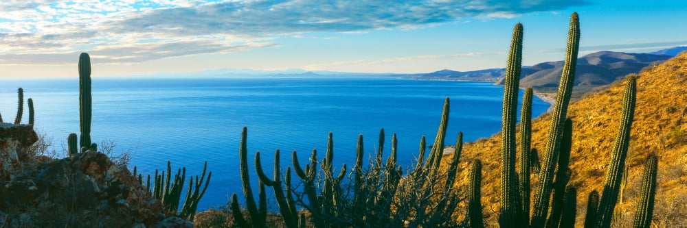 Pitaya and Cardon cactus on coast Bahia Las Palmas Punta Pescadero Baja California Sur Mexico Canvas Art - Panoramic Images (36 x 12)