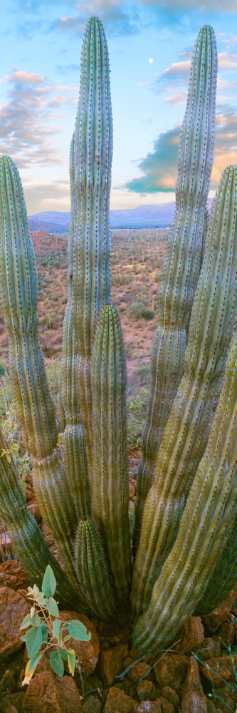 Pitaya cactus plant in desert Mulege Baja California Sur Mexico Canvas Art - Panoramic Images (36 x 12)