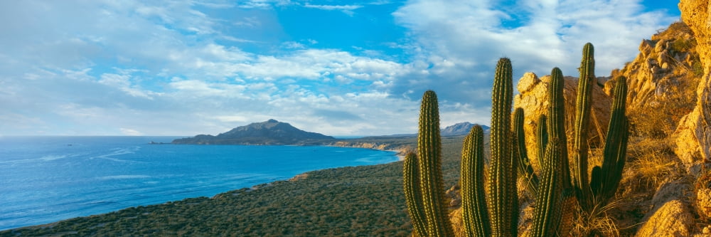 Pitaya cactus plants on coast Cabo Pulmo National Marine Park Baja California Sur Mexico Canvas Art - Panoramic Images (27 x 9)