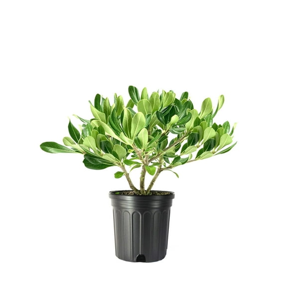 Pittosporum Compact Green I 1 Large Gallon Size Plant I Pittosporum Tobira I Live Evergreen Shrub for Year-Round Foliage, Ideal for Hedges, Borders, and Decorative Planting