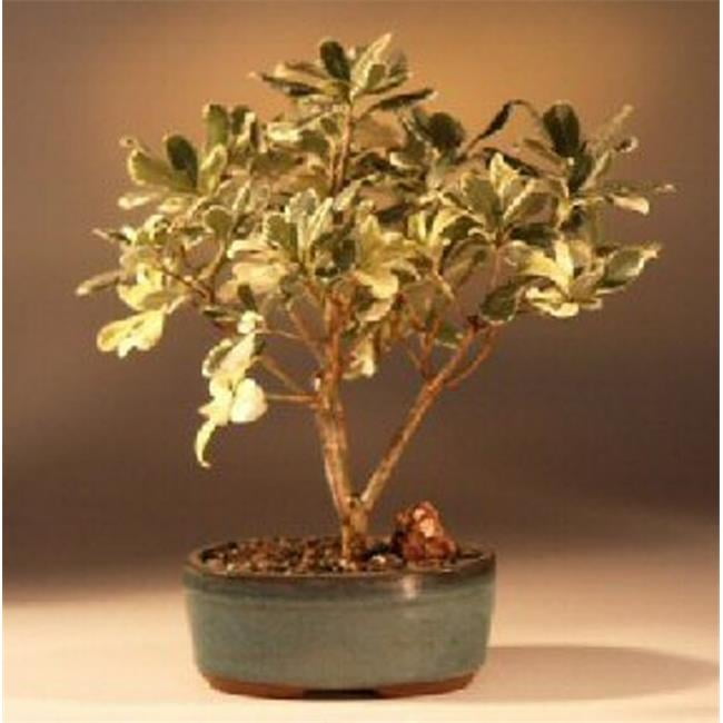 Pittosporum Tobira Variegata Flowering Japanese Mock Orange Bonsai Tree -  Walmart.com