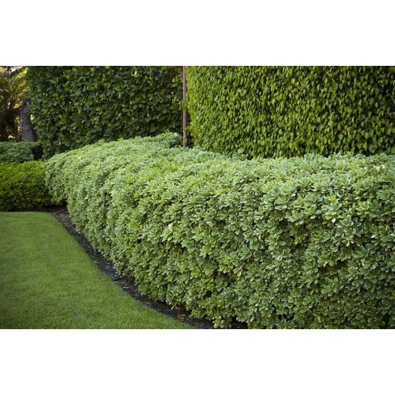 Pittosporum Variegated  1 Extra Large 3 Gallon Plant  Pittosporum Tobira 'Variegata'  Elegant Foliage  Low Maintenance