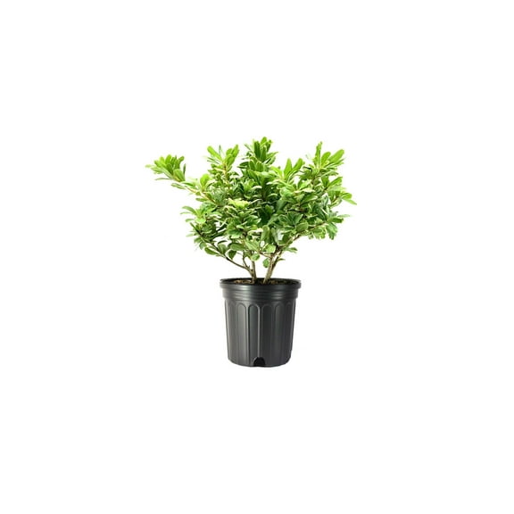 Pittosporum Variegated I 1 Large Gallon Size Plant I Pittosporum Tobria Variegatum I Live Striking Two-Tone Foliage for All-Year Visual Interest, Ideal for Hedges, Borders