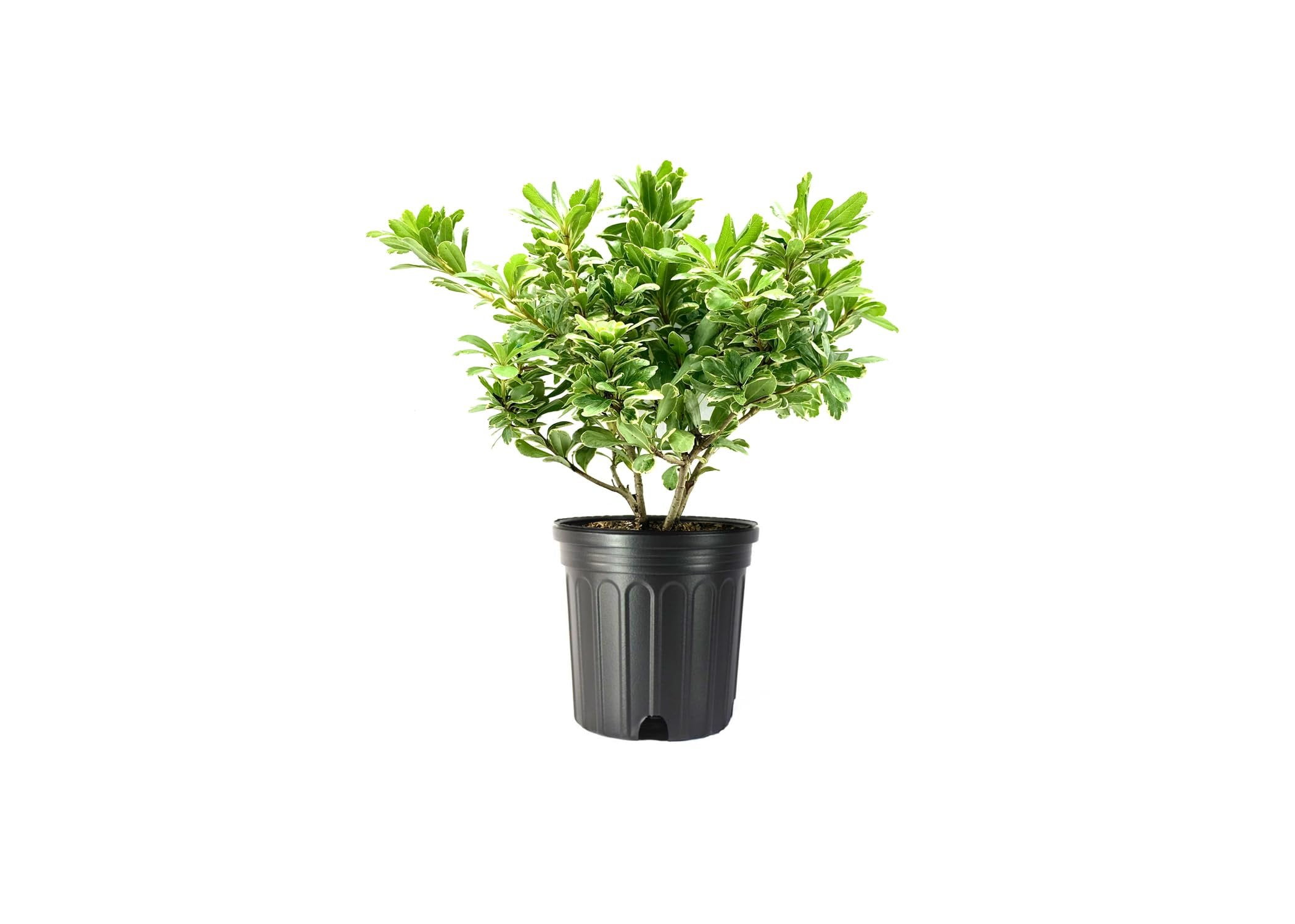 Pittosporum Variegated I 3 Large Gallon Size Plants I Pittosporum Tobria Variegatum I Live Striking Two-Tone Foliage for All-Year Visual Interest, Ideal for Hedges, Borders