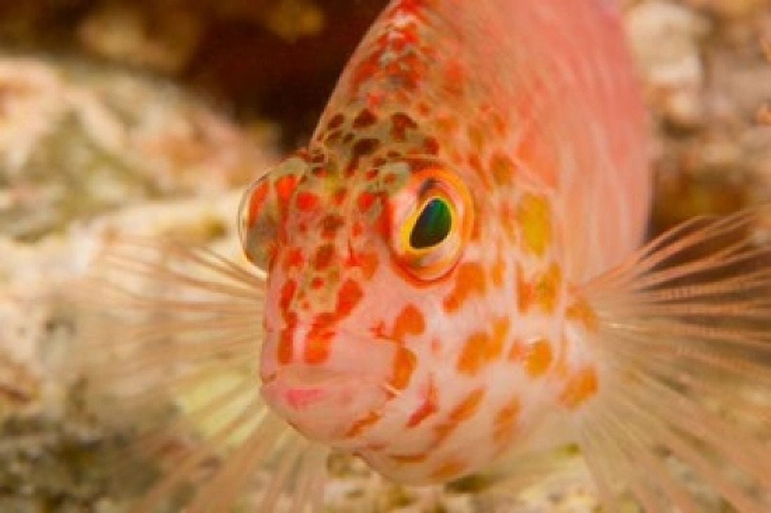 Pixie Hawkfish Banda Sea Indonesia Canvas Art - Stuart Westmorland DanitaDelimont (36 x 24)