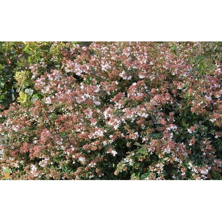 Pixies Gardens Abelia Rose Creek 1 Gallon