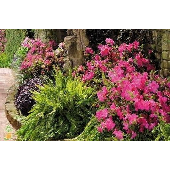 Pixies Gardens Autumn Empress Encore Azalea 3 Gallon