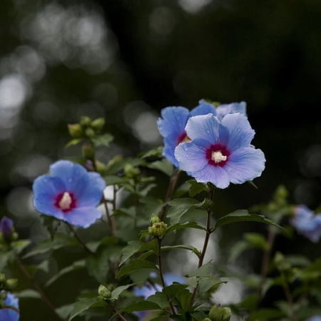Pixies Gardens Bluebird Rose of Sharon Tree 1 Gallon