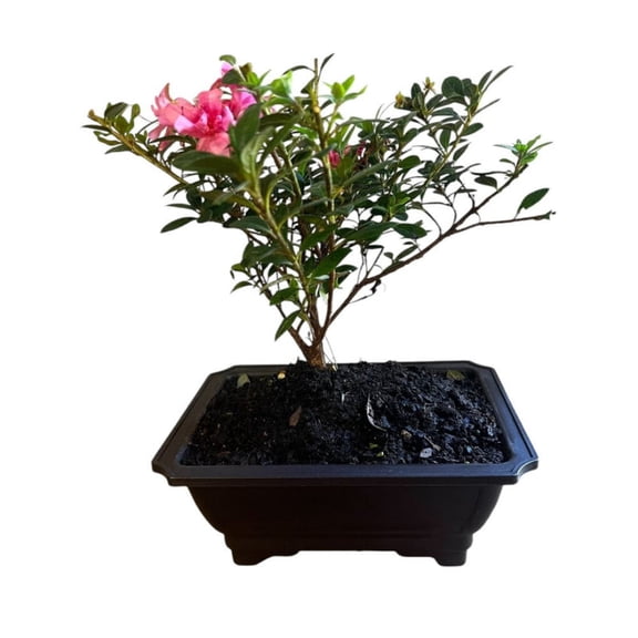 Pixies Gardens Bonsai Empress Encore Azalea Live Plant, Rectangular Plastic Pot, Approximately 812 Inches Tall, Repeat Blooming Evergreen Shrub