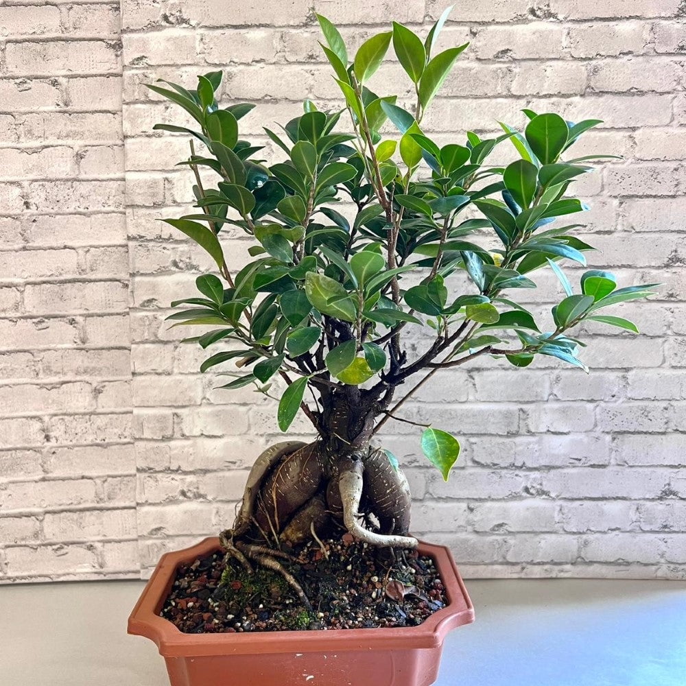 Pixies Gardens Bonsai Ficus Ginseng (Live Plant), Indoor/Outdoor Plants it thrives in zones 911