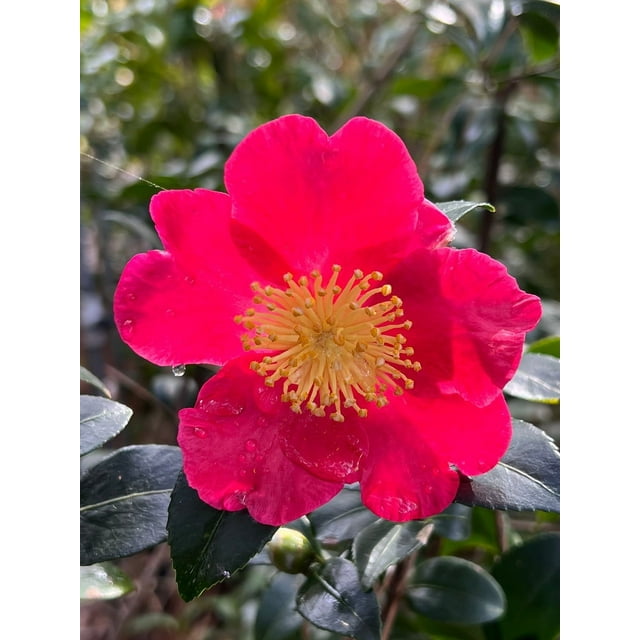 Pixies Gardens Camellia Yuletide-Brilliant Red Blooms with Yellow ...