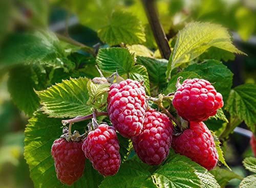 Pixies Gardens Carolina- Vigorous and Productive, Red Raspberry, for ...
