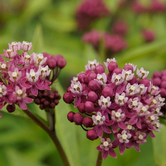 Pixies Gardens Cinderella' Swamp Milkweed 3 Gallon