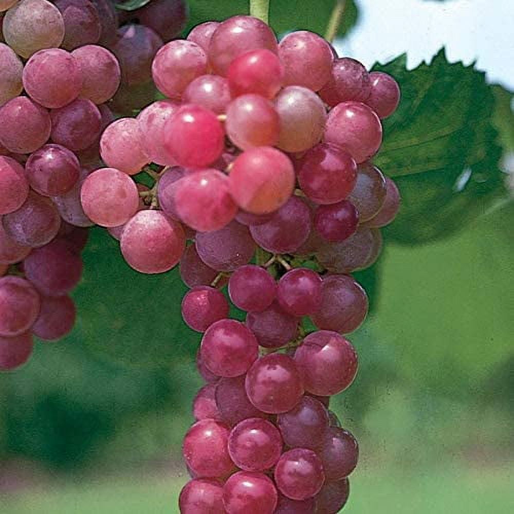 Buy Online Vanessa Red Grape Vine With Sweet, Seedless Type Of Fruit. –  Maya Gardens, Inc.