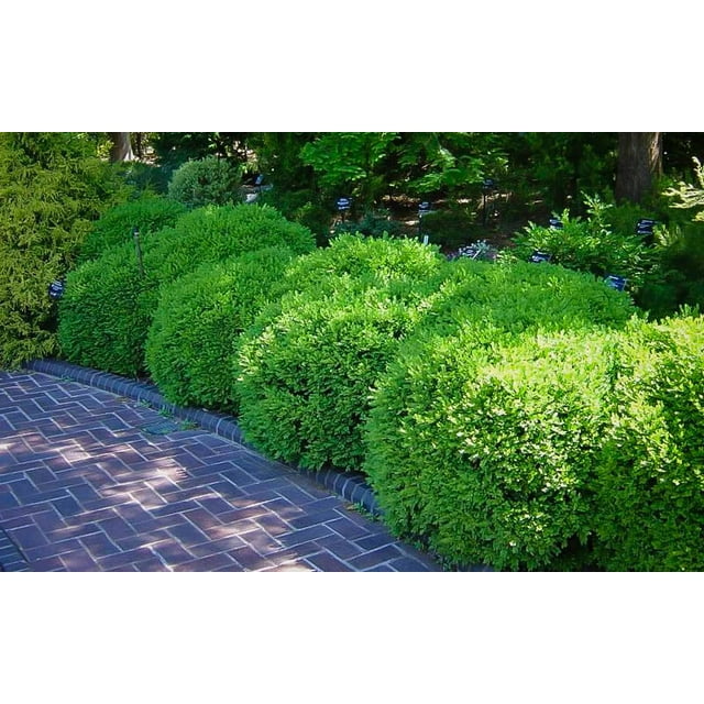 Pixies Gardens Franklin's Gem Boxwood 2 Gallon - Walmart.com