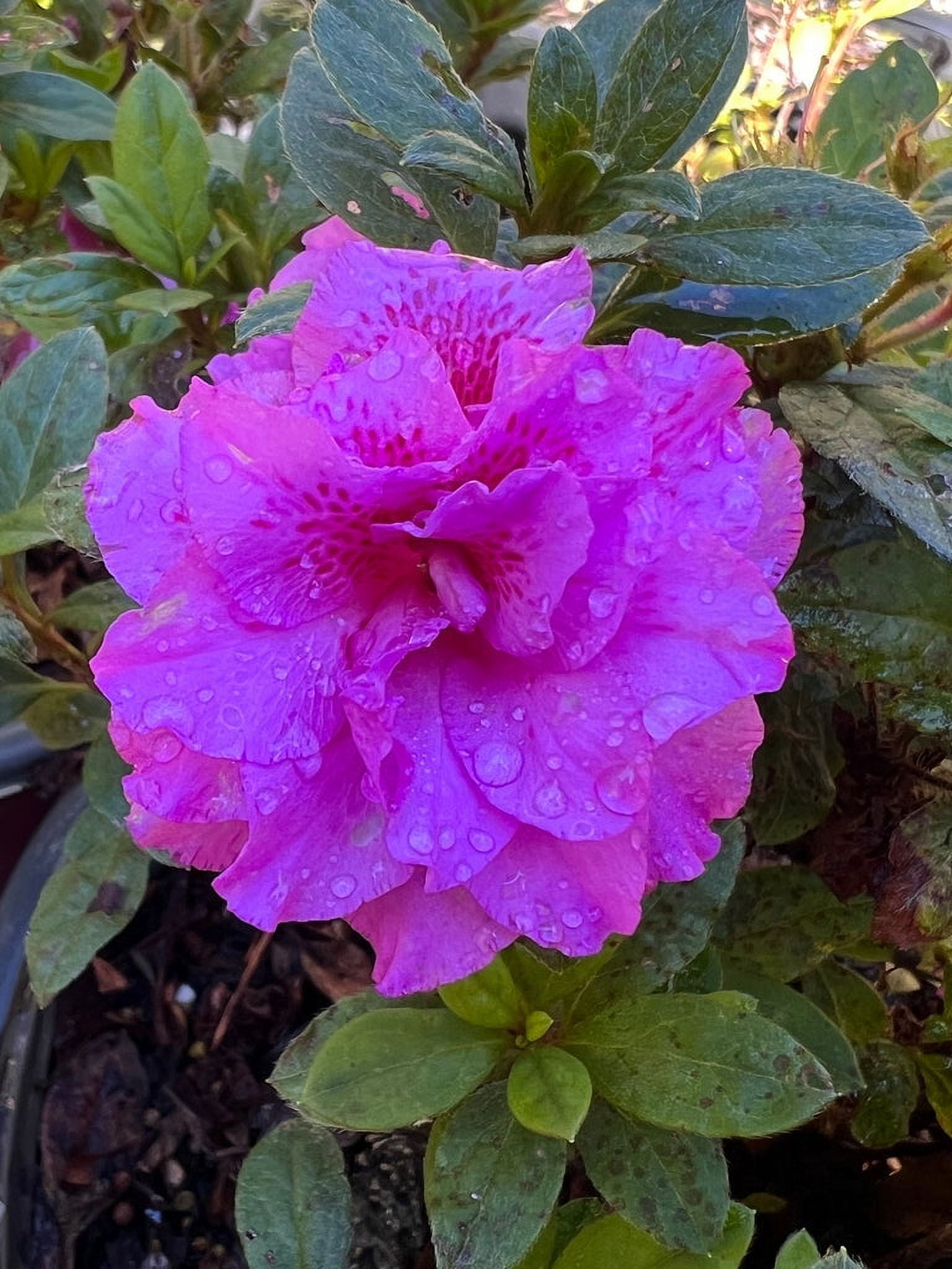 Pixies Gardens Majesty Encore Azalea 3 Gallon