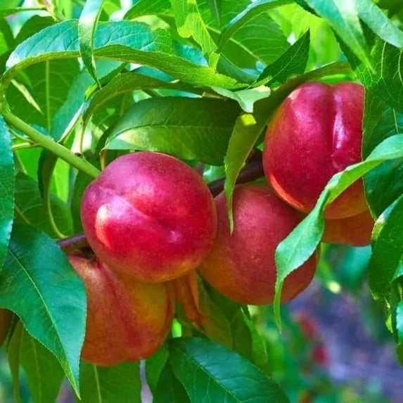 Pixies Gardens Mayfire Nectarine Tree 3 Gallon