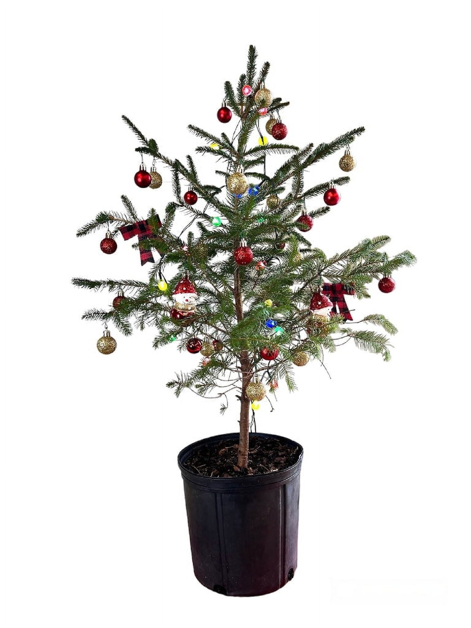 Pixies Gardens Norway Spruce Live Mini Christmas Tree 2 Gallon