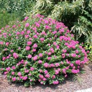 Pixies Gardens Pocomoke Dwarf Crape Myrtle Tree 3 Gallon