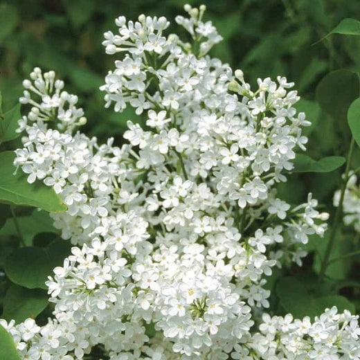 Pixies Gardens Syringa Betsy Ross Lilac 1 Gallon