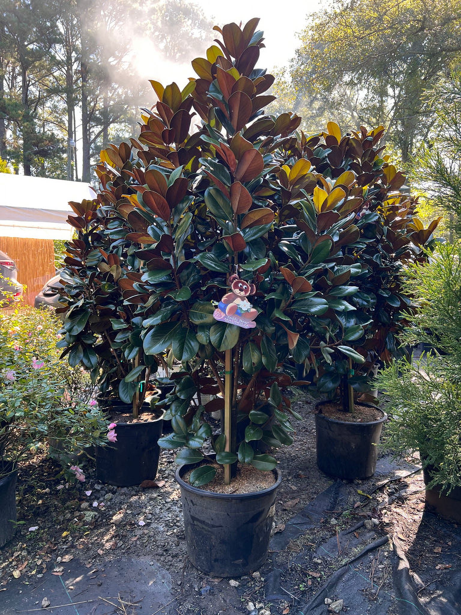 Pixies Gardens Teddy Bear Magnolia Tree, Compact, Evergreen, 5 Gallon, Full Sun, Mature Height