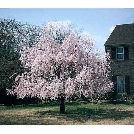 Pixies Gardens Weeping Higan Cherry Tree 2 Gallon