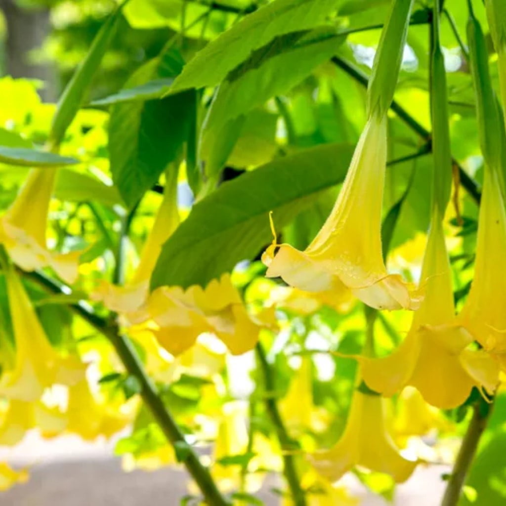 Sun Surf TARO LEAF ANGEL'S TRUMPET M Angel's trumpet | Plant