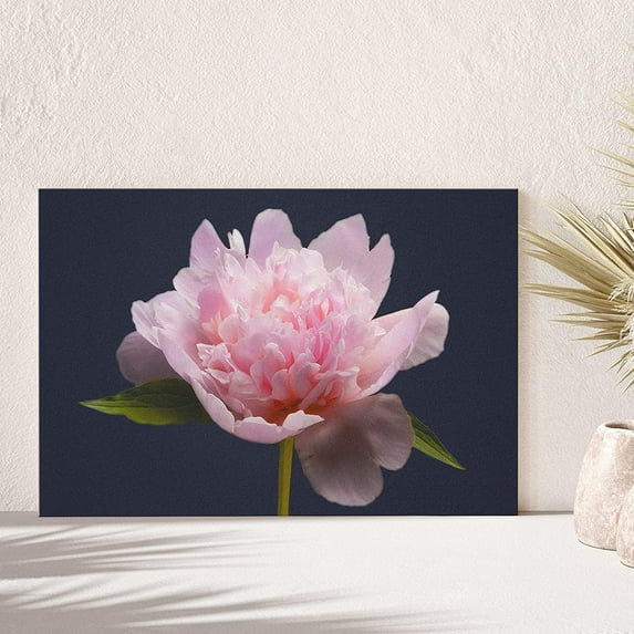PixonSign Canvas Print Wall Art Alstroemeria on Black Background Botanical Plants Photography Modern Art Contemporary Portrait Colorful Multicolor Ultra for Living Room, Bedroom, Office - 32x48