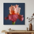 thumbnail image 1 of PixonSign Canvas Print Wall Art Crisp Detailed Pink Bearded Iris Floral Plants Photography Realism Glam Closeup Colorful Multicolor Ultra for Living Room, Bedroom, Office - 12"x12", 1 of 5