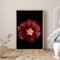 thumbnail image 1 of PixonSign Framed Canvas Print Wall Art Red and Yellow Hollyhock Botanical Plants Photography Modern Art Contemporary Dramatic Multicolor Ultra for Living Room, Bedroom, Office - 24"x36" Natural, 1 of 5