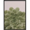 thumbnail image 1 of PixonSign Framed Wall Art Print Detailed Agavoides Succulent Portrait Nature Plants Photography Realism Modern CloseUp Relax/Calm Multicolor Warm for Living Room, Bedroom, Office - 12"x16" BLACK, 1 of 6