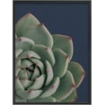 thumbnail image 1 of PixonSign Framed Wall Art Print Detailed White Rose Succulent Nature Plants Photography Realism Modern CloseUp Relax/Calm Multicolor Warm for Living Room, Bedroom, Office - 12"x16" BLACK, 1 of 6