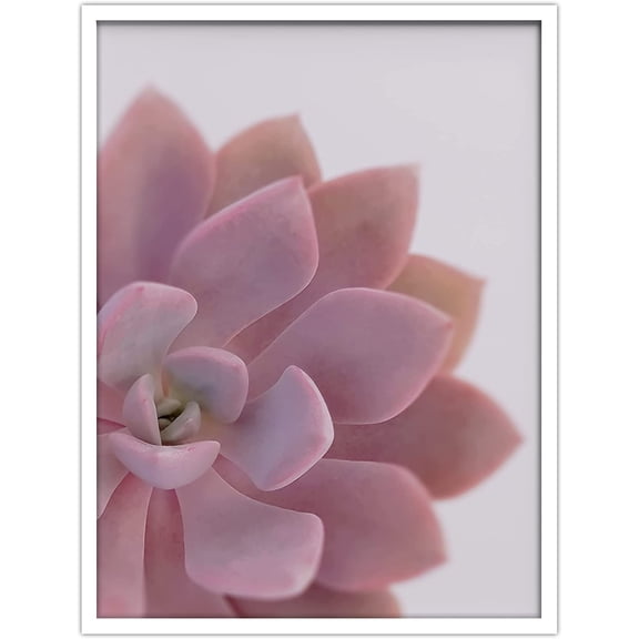 PixonSign Framed Wall Art Print Echeverria Pink Succulent Half Nature Plants Photography Realism Modern CloseUp Relax/Calm Multicolor Warm for Living Room, Bedroom, Office - 12"x16" WHITE