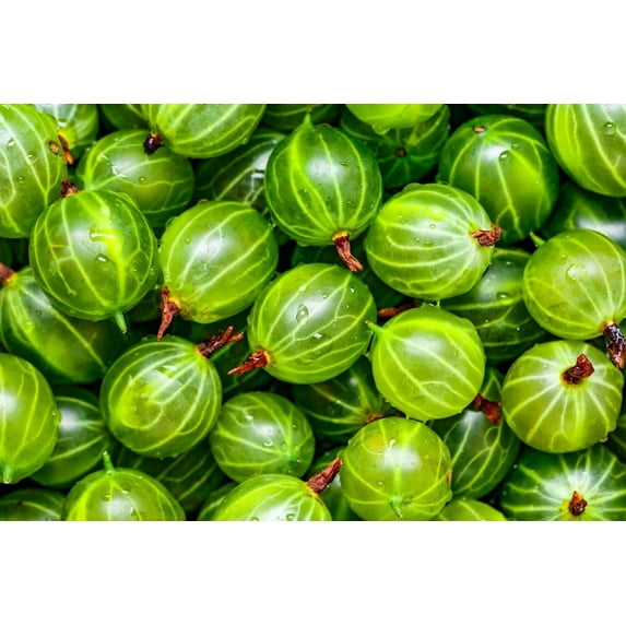 Pixwell Gooseberry Seedlings for Planting - Grow Green Gooseberry Plants (3 Seedlings)