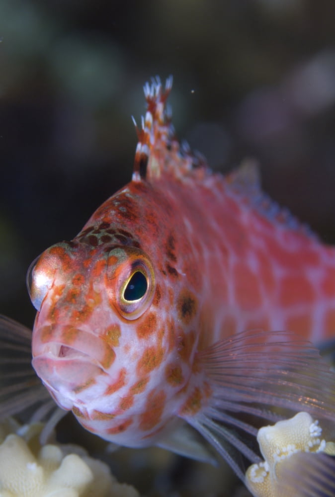 Pixy hawkfish Kimbe Bay Papua New Guinea Canvas Art - Steve JonesStocktrek Images (12 x 18)