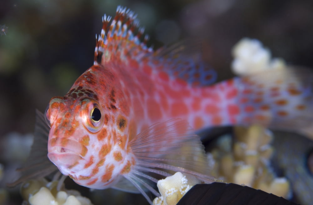 Pixy hawkfish Kimbe Bay Papua New Guinea Canvas Art - Steve JonesStocktrek Images (18 x 12)