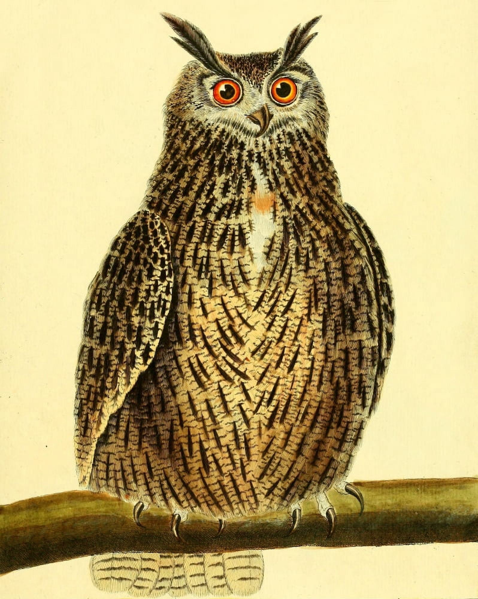 Pl Enlumines dHist Nat 1765 Great Owl Canvas Art - F Martinet (18 x 24)