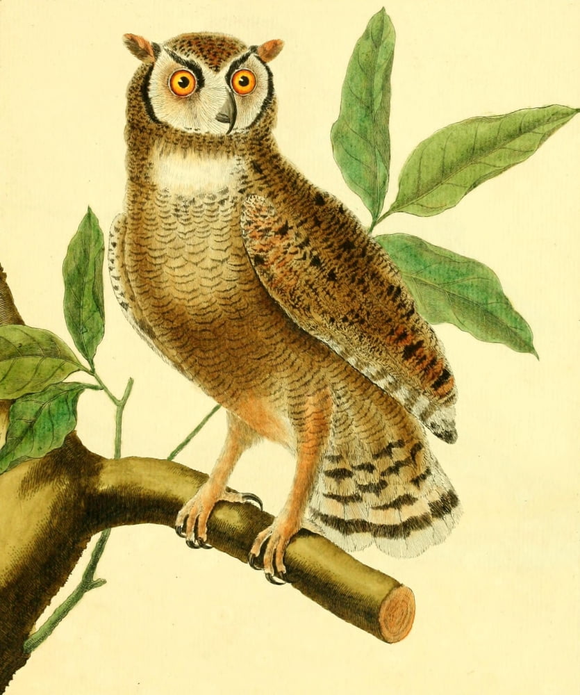 Pl Enlumines dHist Nat 1765 Magellans Owl Canvas Art - F Martinet (18 x 24)