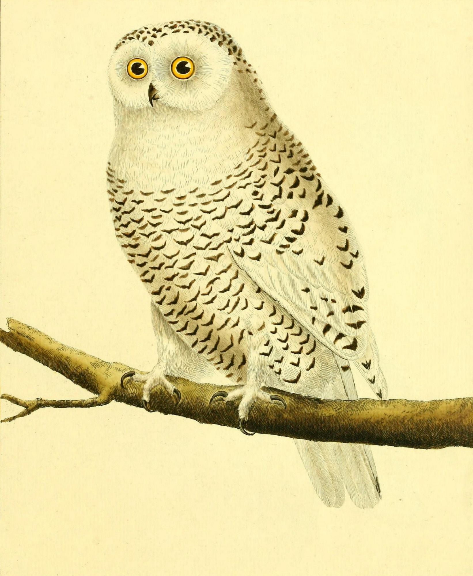 Pl Enlumines dHist Nat 1765 Snowy Owl Canvas Art - F Martinet (18 x 24)