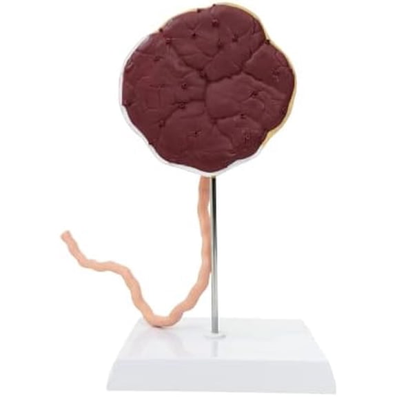 Placenta Model with Removable Umbilical Cord Anatomical Model - Birthing Anatomy Model, Placenta Umbilical Cord Anatomical Model, Education for Medical School$$Tools & Hardware Other