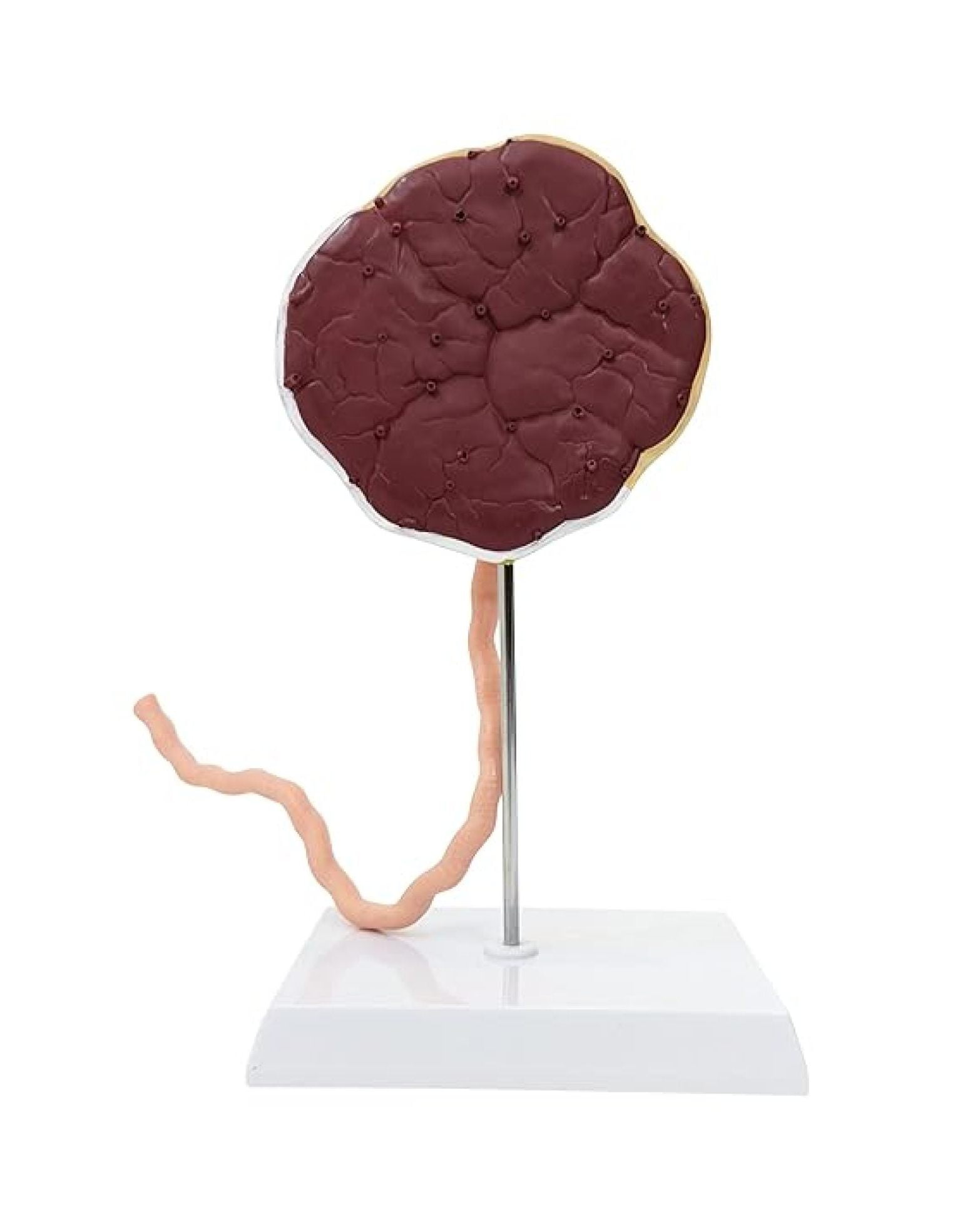 Placenta Model with Removable Umbilical Cord Anatomical Model ...