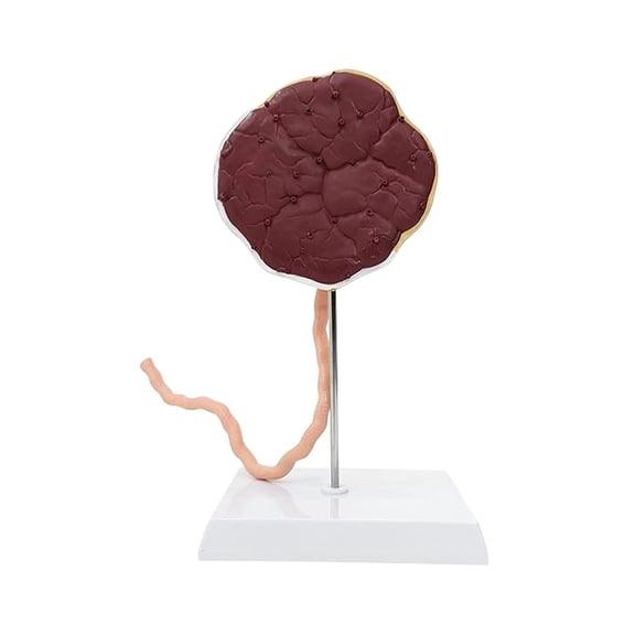 Placenta Model with Removable Umbilical Cord Anatomical Model - Birthing Anatomy Model, Placenta Umbilical Cord Anatomical Model, Education for Medical School